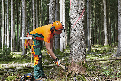 Ein Mann mit Schutzhelm und Sicherheitskleidung beginnt im Wald mit einer Axt einen Baum zu fällen.